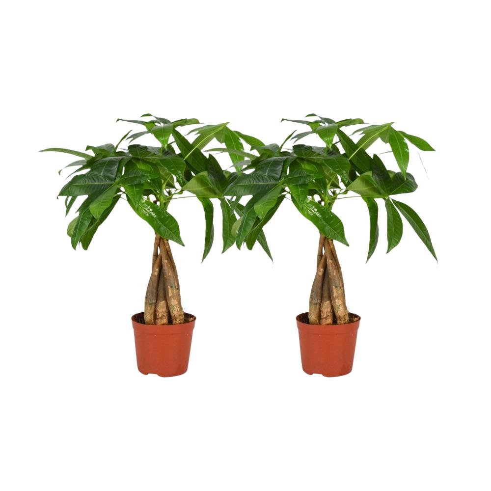 Pachira Aquatica Wredt Stam - 2 pieces - Ø12cm - ↕35cm