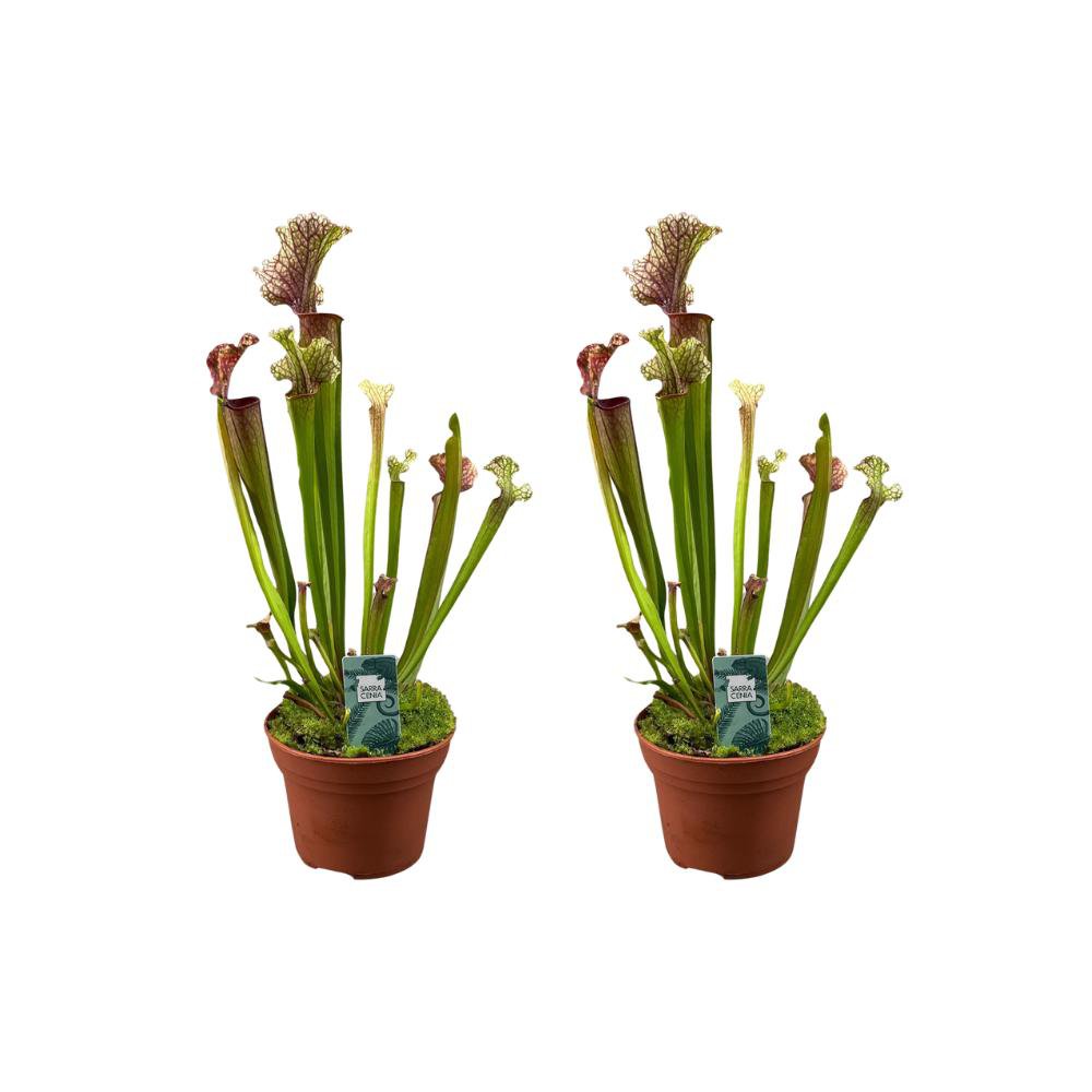 Sarracenia Judith Hindle - 2 stuks - Ø12cm - ↕30cm