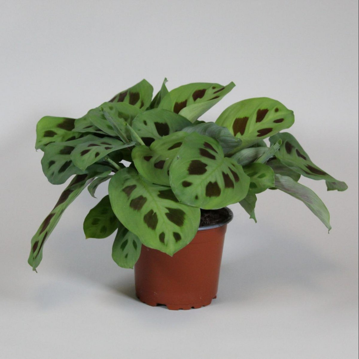 Maranta Leuconeura Kerchoveana - Ø12cm - ↕30cm