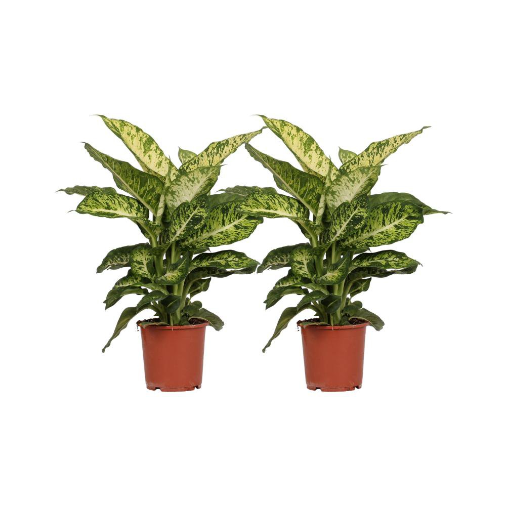 Dieffenbachia mars - 2 pieces - Ø17cm - ↕50cm
