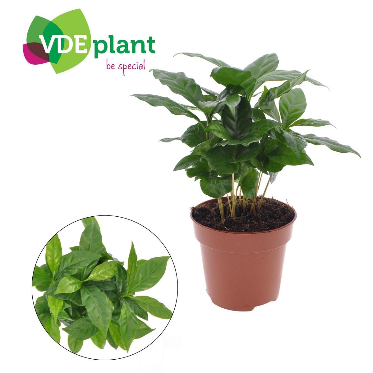 Coffea Arabica - Ø12cm - ↕30cm