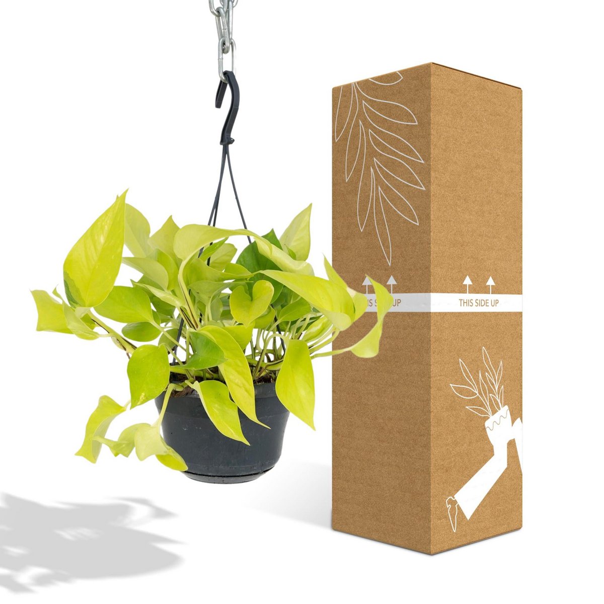Epipremnum Golden Pothos - Scindapsus - Ø15cm - ↕25cm