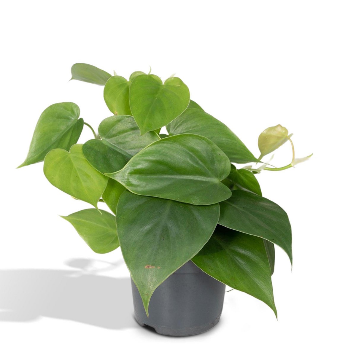 Philodendron Scandens - 12cm - 15cm  DeepzDecor