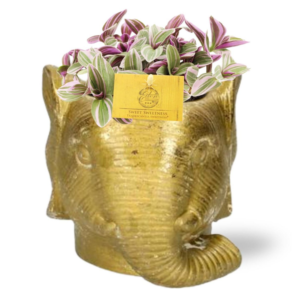 Tradescantia Sweetness - Ø10.5cm - ↕10cm + Planter Elephant D11/12x10cm - Gold