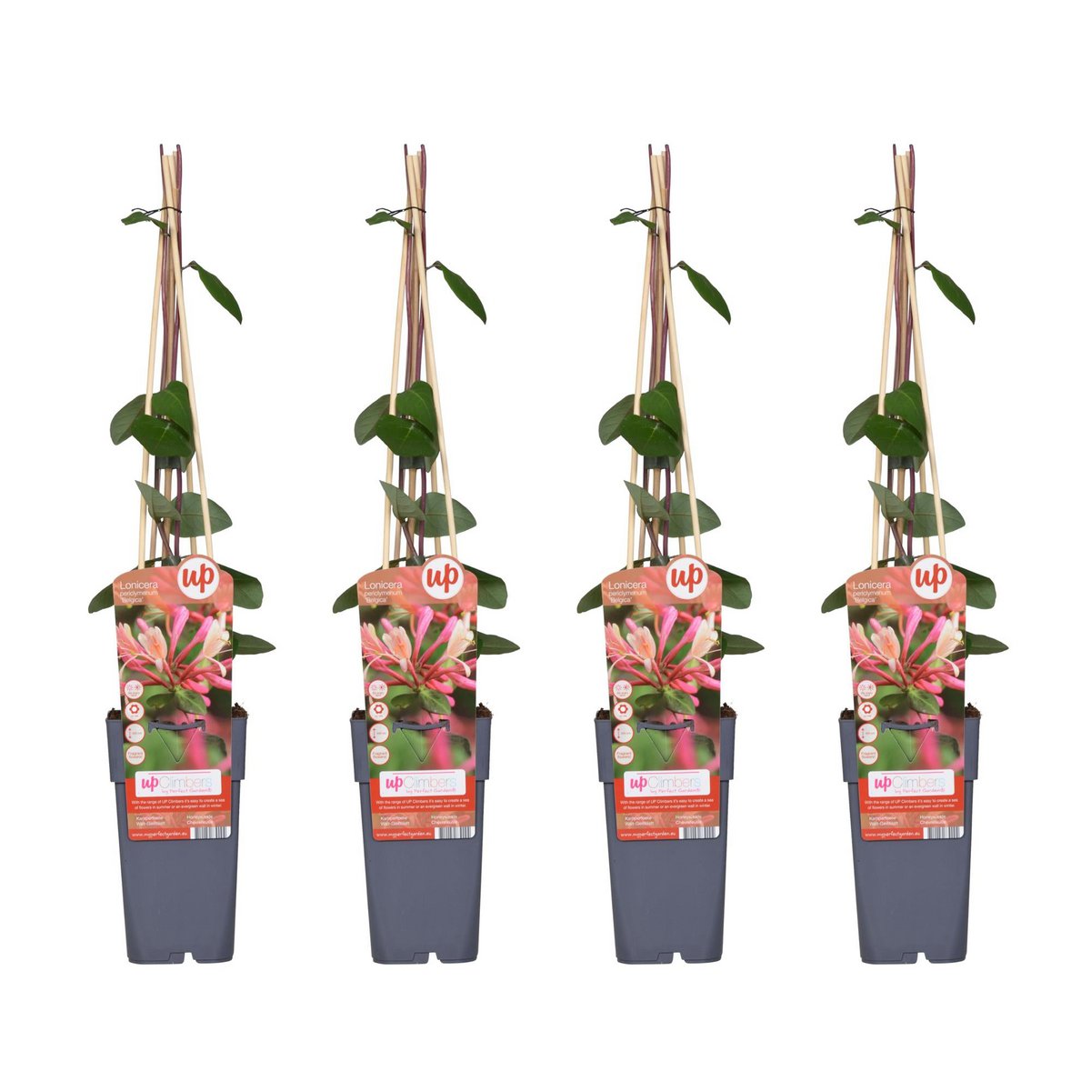 4x - Lonicera periclymenum 'Belgica' - ↨65cm - Ø15