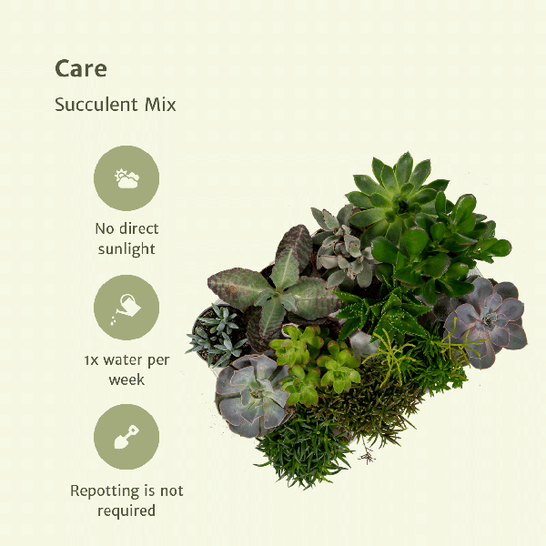 Everpring - Succulent mix - 18 pieces - 10 cm - Ø8.5