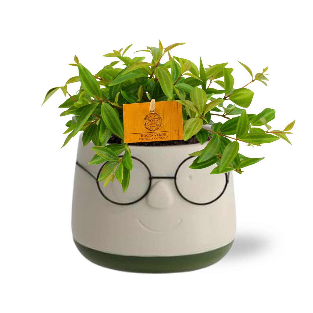 Peperomia Ang. Viva Rocca - Ø11cm - ↕15cm + Pot Bril D12x9cm - Green