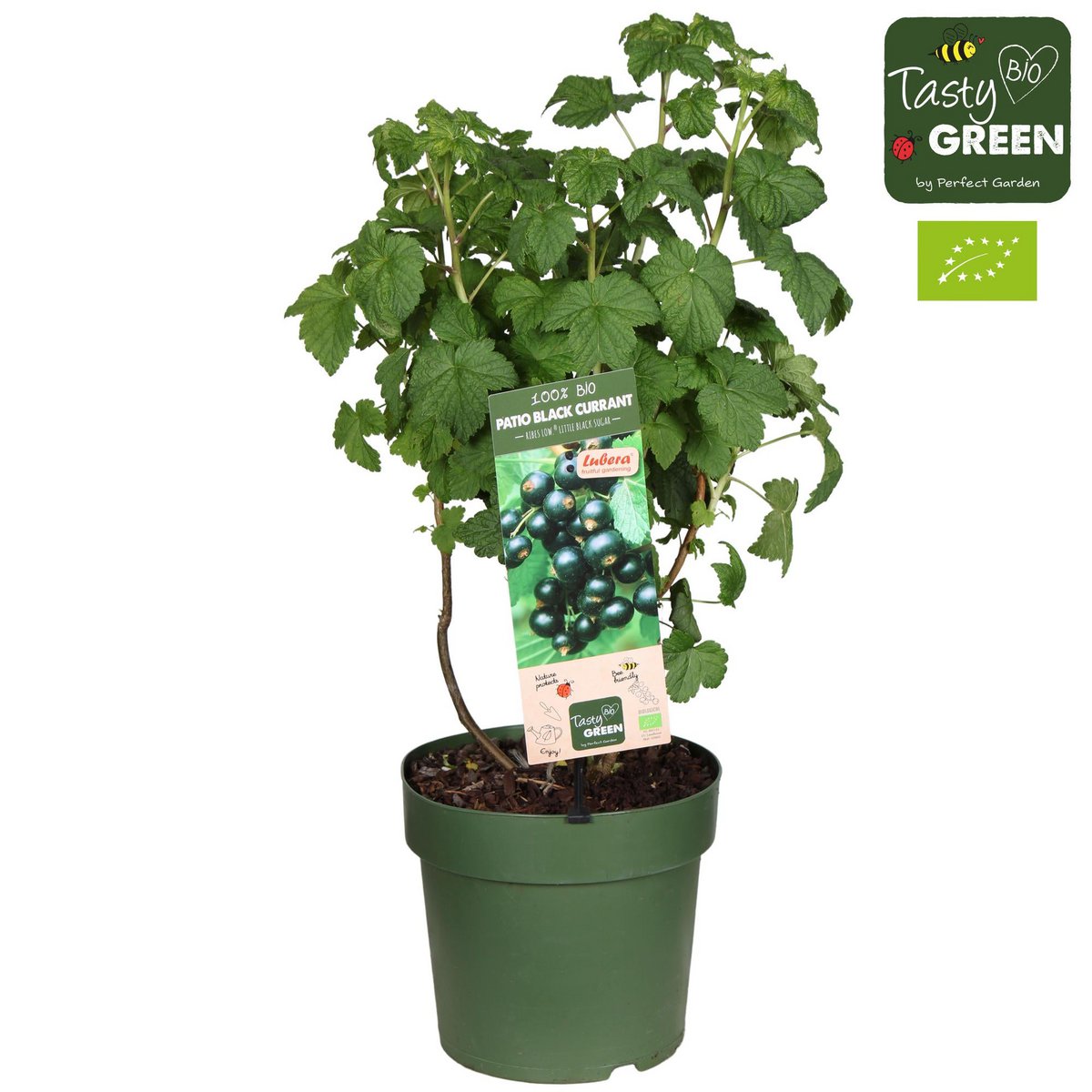 Ribes Low 'Little Black Sugar' Bio - Black Berry - Ø23cm - ↕50cm