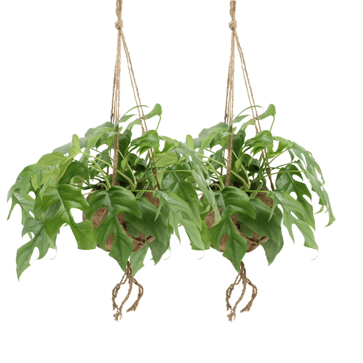 Kokodama Monstera Minima Hang (hole plant) - 2 pieces - Ø15cm