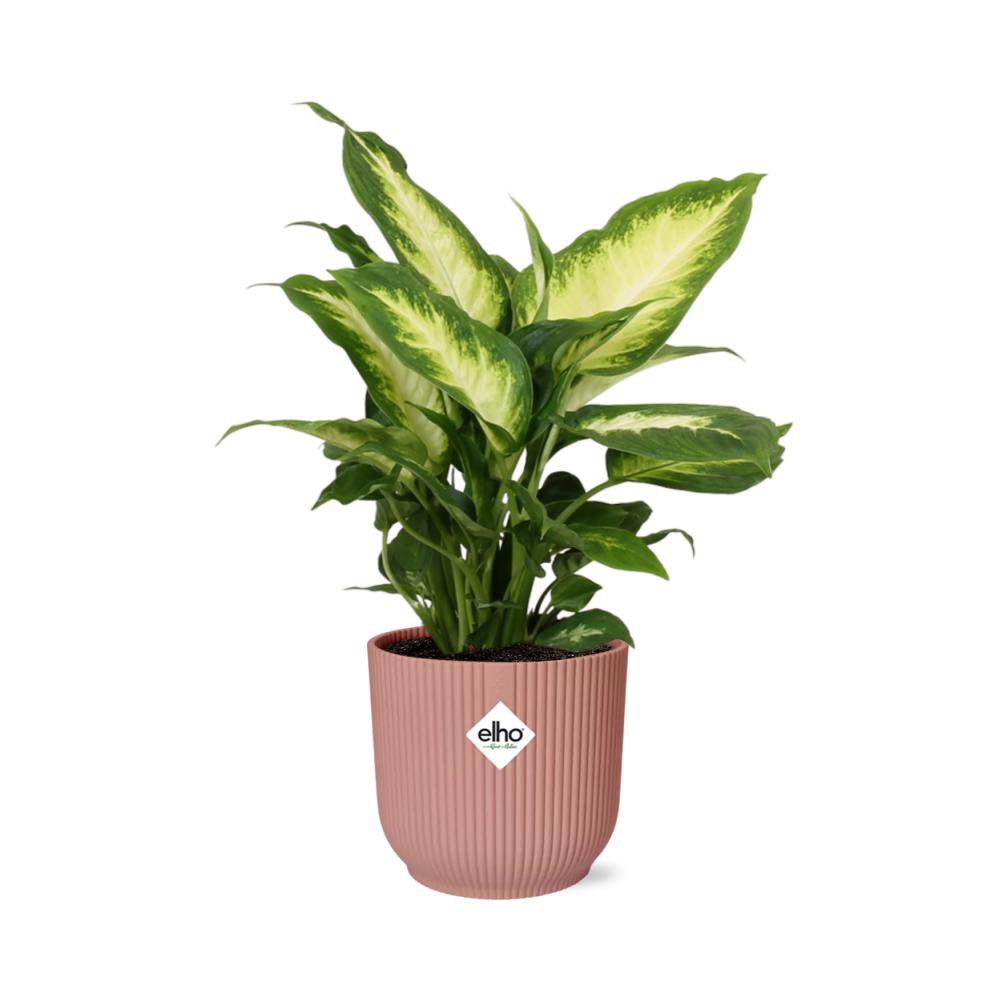Dieffenbachia 'Camilla' in ELHO Vibes Fold 14cm pink – DeepzDecor