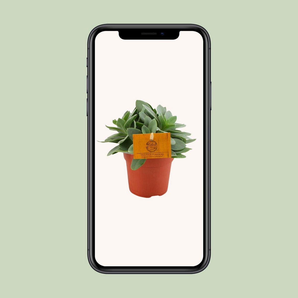 Senecio Cephalophorus - Ø10,5cm - ↕15cm