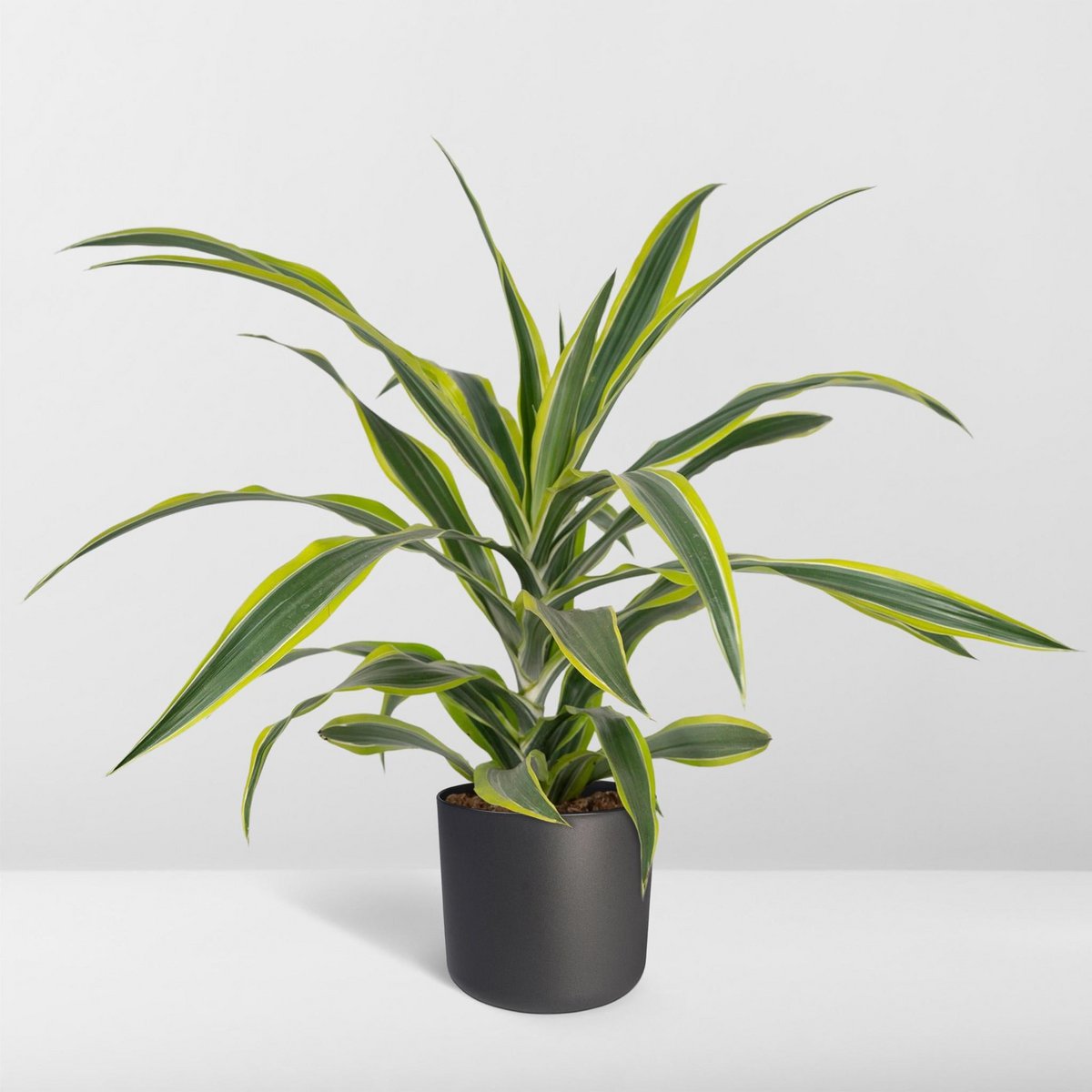 Dracaena Fragrans Lemon Lime - Dragon Tree - Ø17cm - ↕40cm