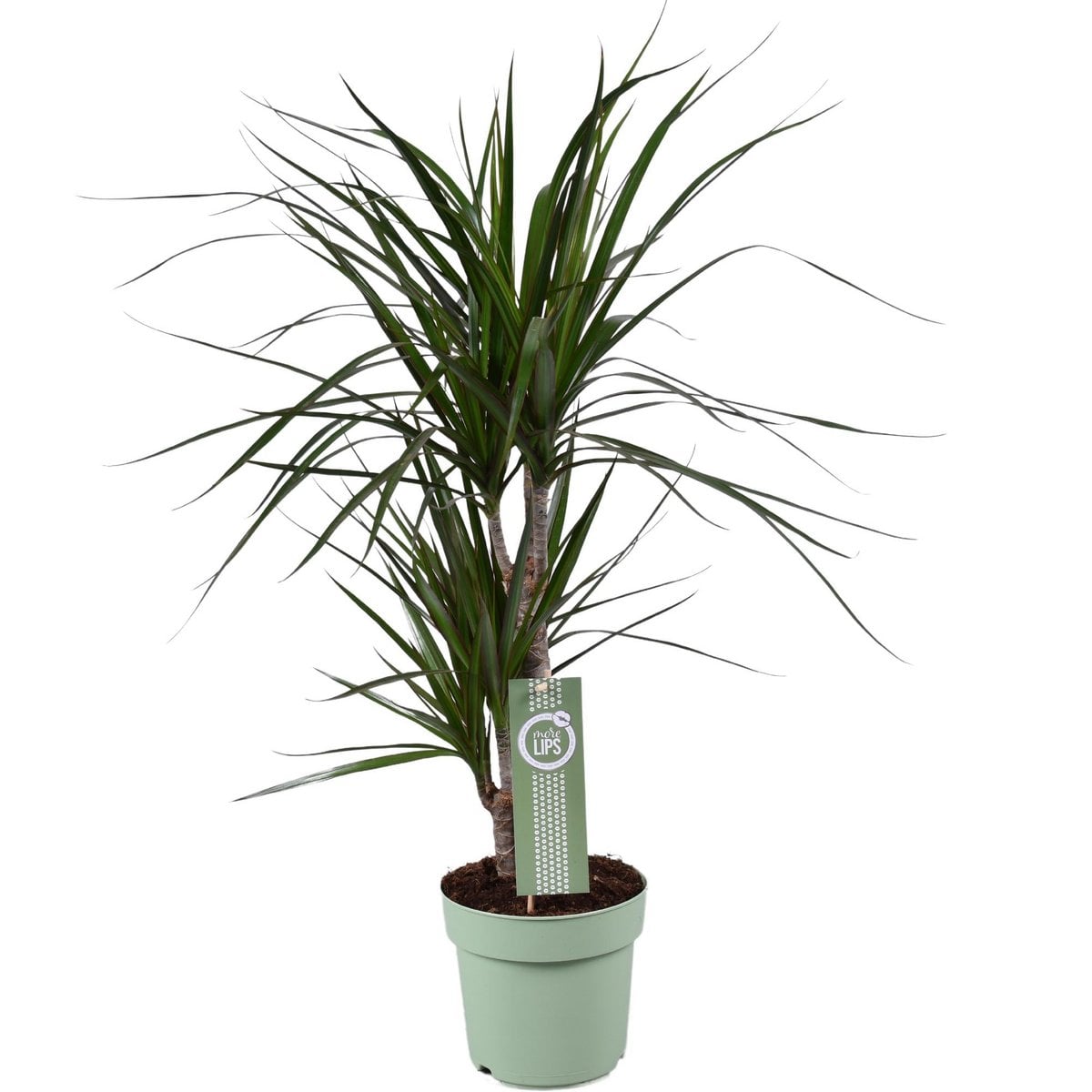 Dracaena Marginata - Ø17cm - ↕70cm