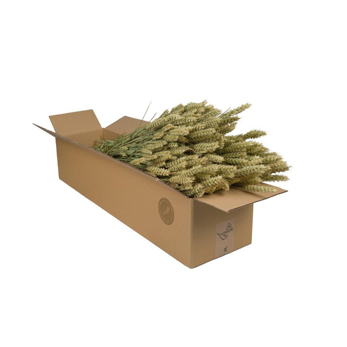 Dried flowers - Wheat (Triticum) - Natural - 4 bunches - ↕60cm