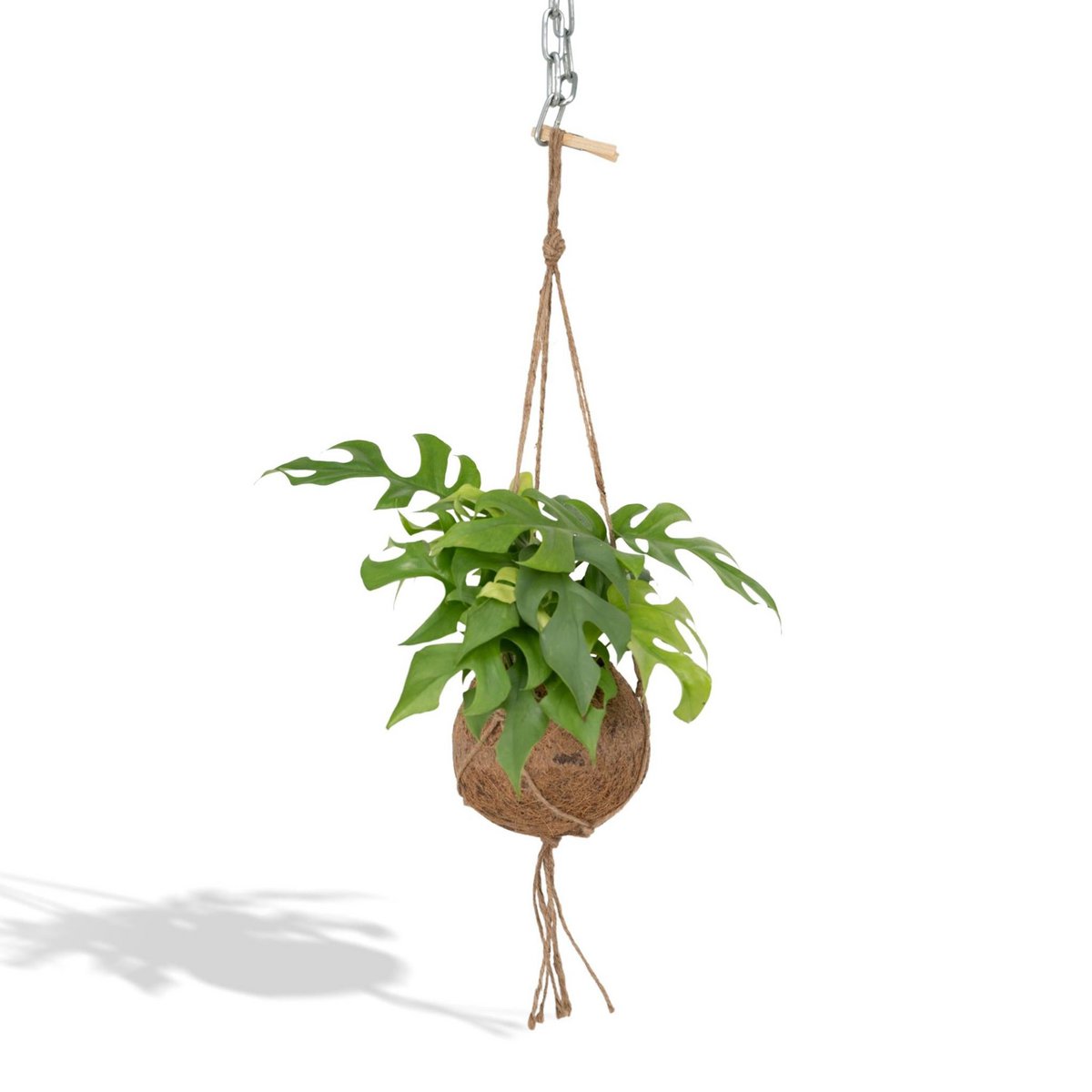Kokodama Monstera Minima Hang - Hole Plant - 15cm - 25cm