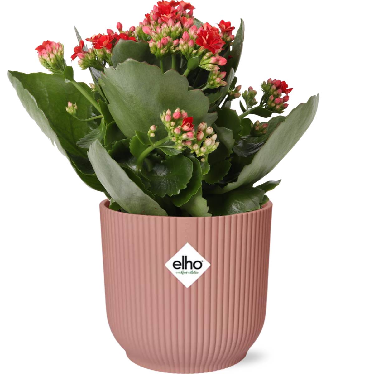Mother's Day - Kalanchoe Rosalina Don Justino Rood + ELHO Vibes Fold 14cm roze