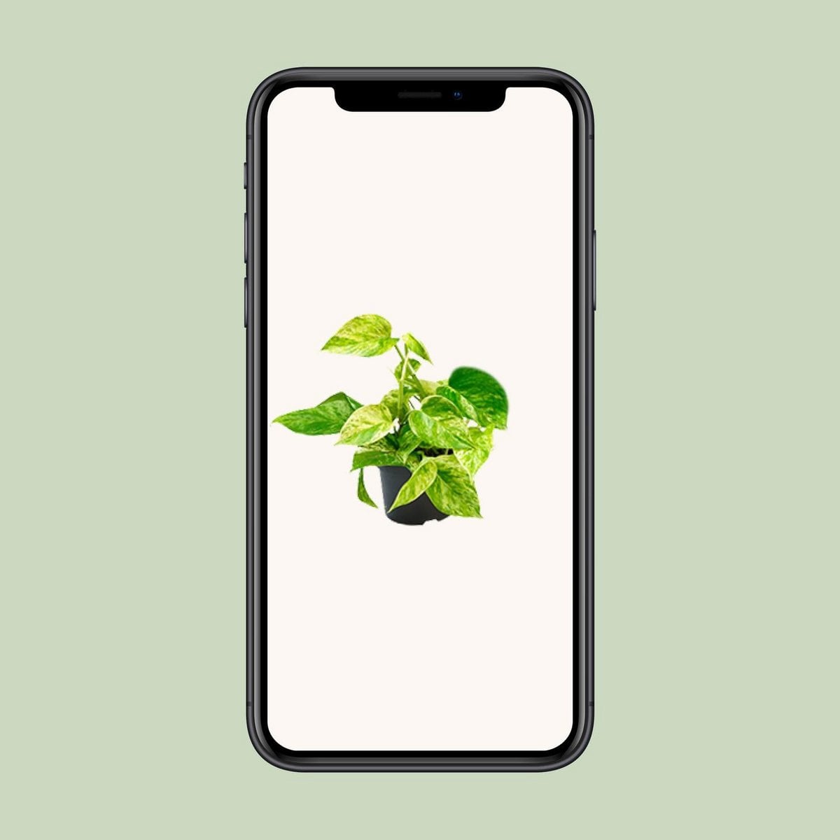 Epipremnum Marble Queen - Scindapsus - Ø15cm - ↕25cm - Ø12 - ↨15cm