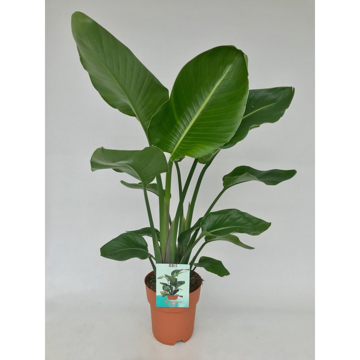 Strelitzia Nicolai - Ø19cm - ↕95cm