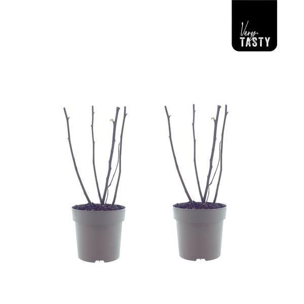 Ficus Bornholm (15017) - 2 pieces - Ø15cm - ↕40cm