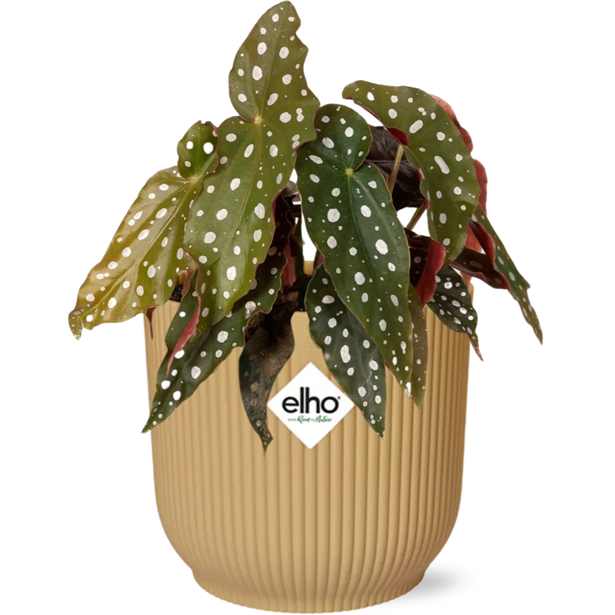 Begonia Maculata + ELHO Vibes Fold 14cm geel