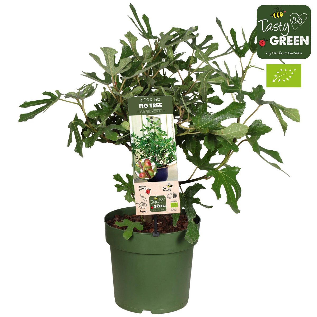 Ficus Carica 'Little Miss Figgy' Bio - Fig - Ø23cm - ↕50cm