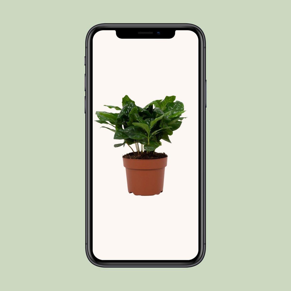 Coffea Arabica 12cm - Ø12cm - ↕22cm