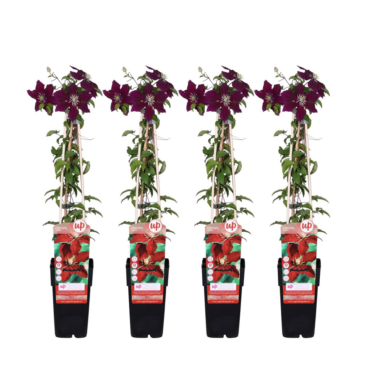 4x - Clematis Niobe - ↨65cm - Ø15