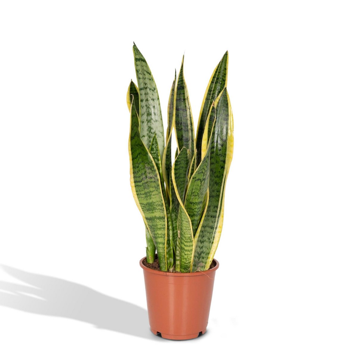 Sansevieria Laurentii - Lady's Tongue - Ø14cm - ↕40cm