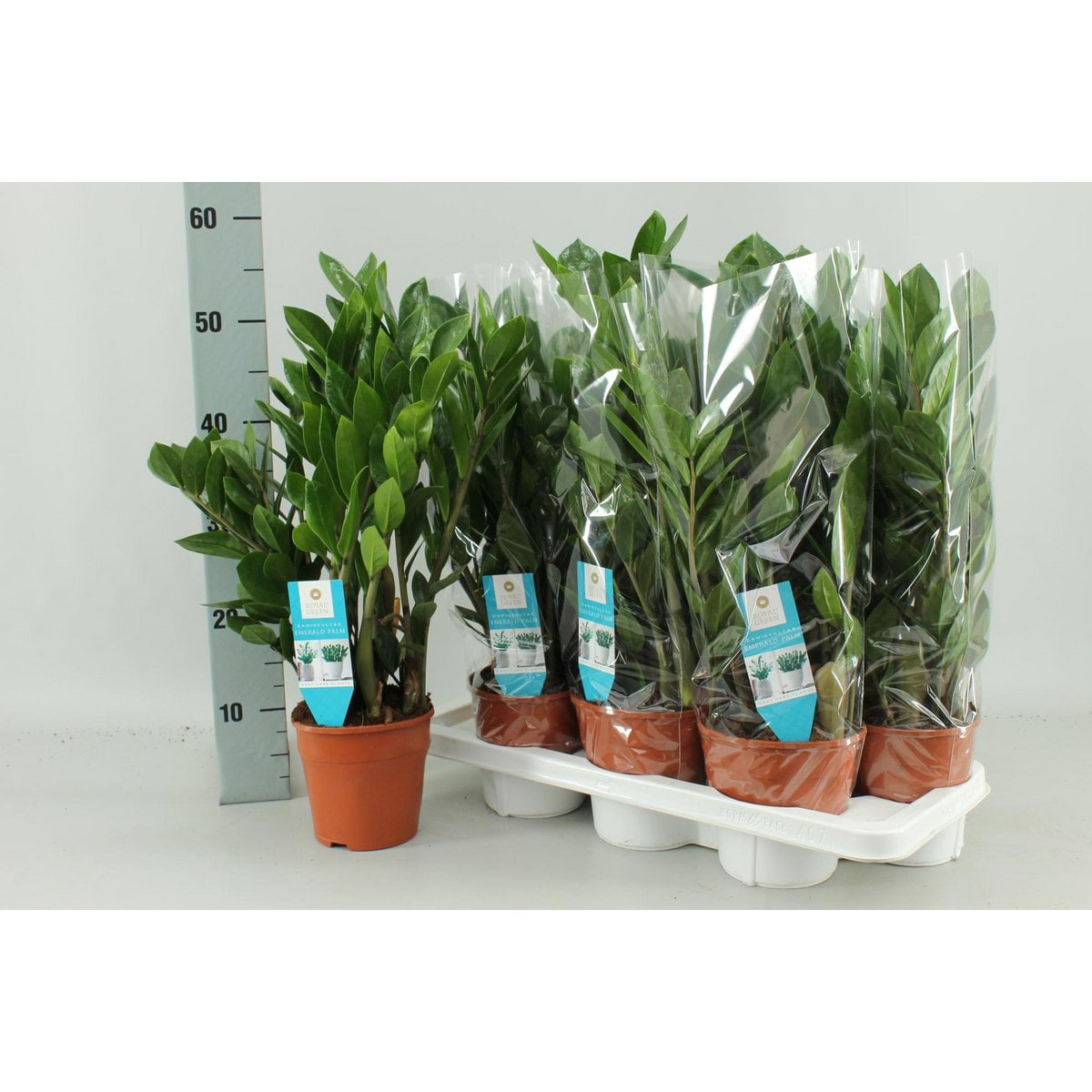 Zamioculcas Zamiifolia - Ø14cm - ↕55cm