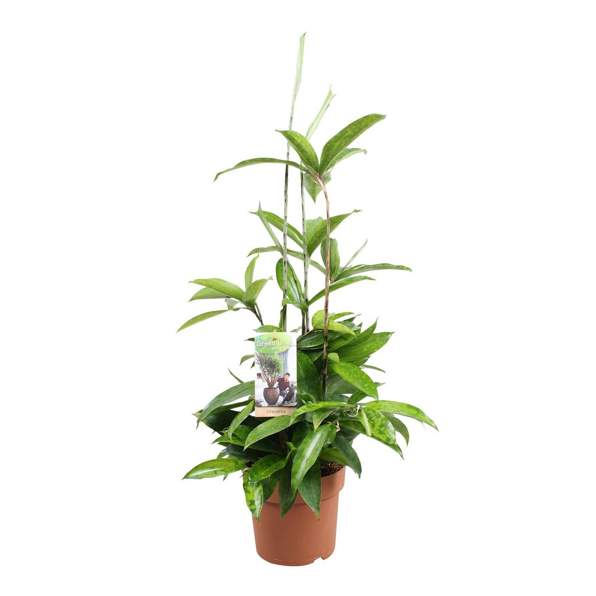 Dracaena Surculosa - Ø17cm - ↕55cm