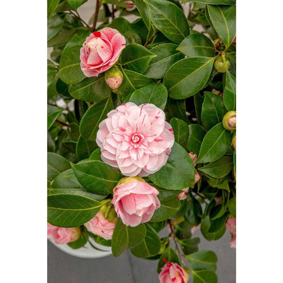 Camellia Japonica Bonomiana - Ø19 - ↨65cm