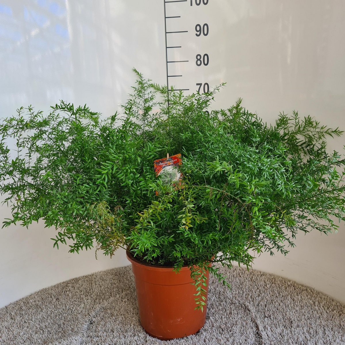 Asparagus Densiflorus Cwebe - Ø27cm - ↕65cm