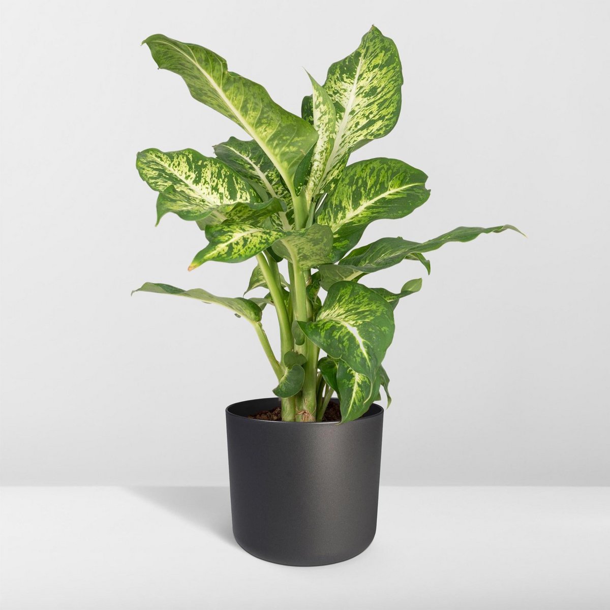 Dieffenbachia Mars - Thief of Baghdad - Ø17cm - ↕50cm