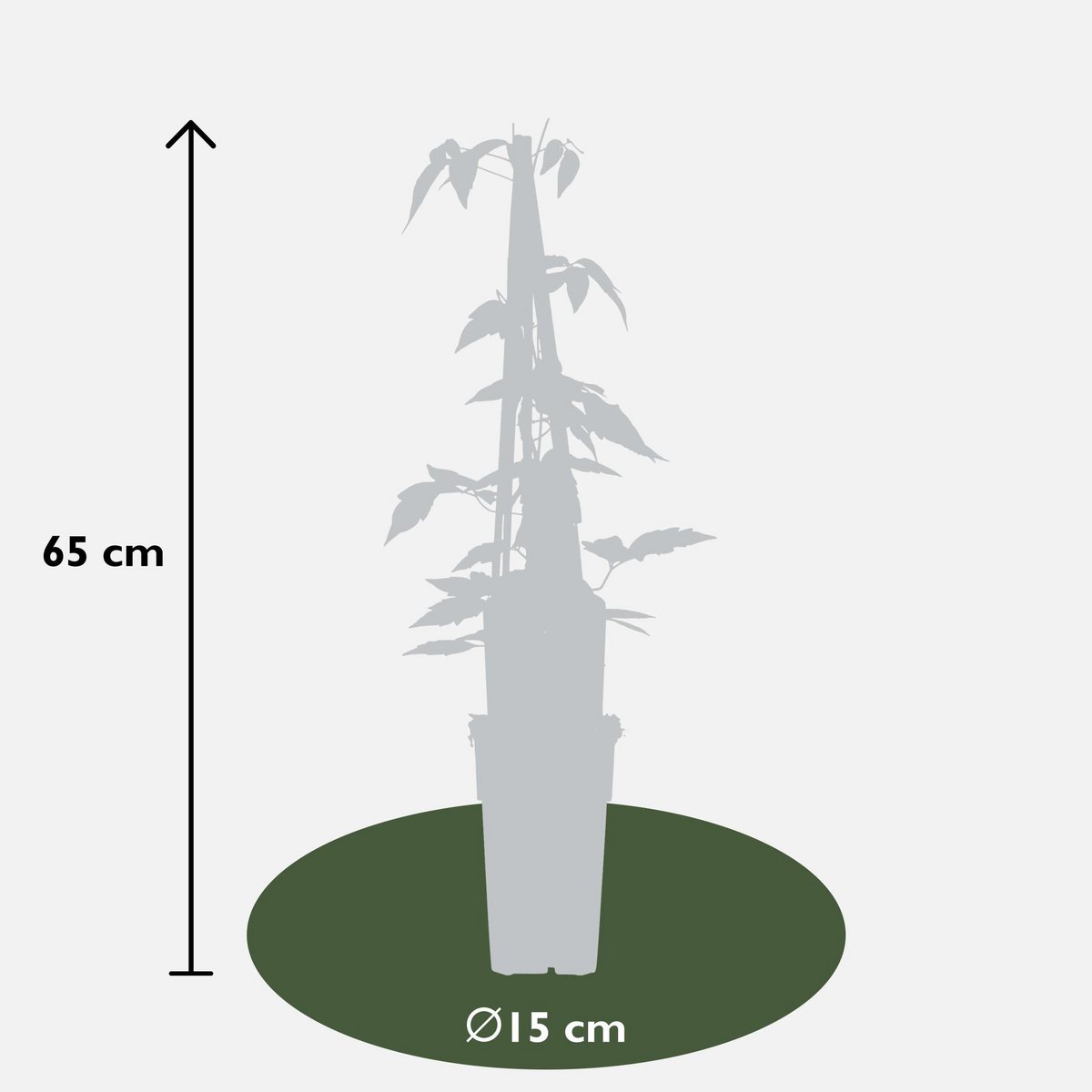3x - Clematis Montana 'Fragrant Spring' - ↨65cm - Ø15