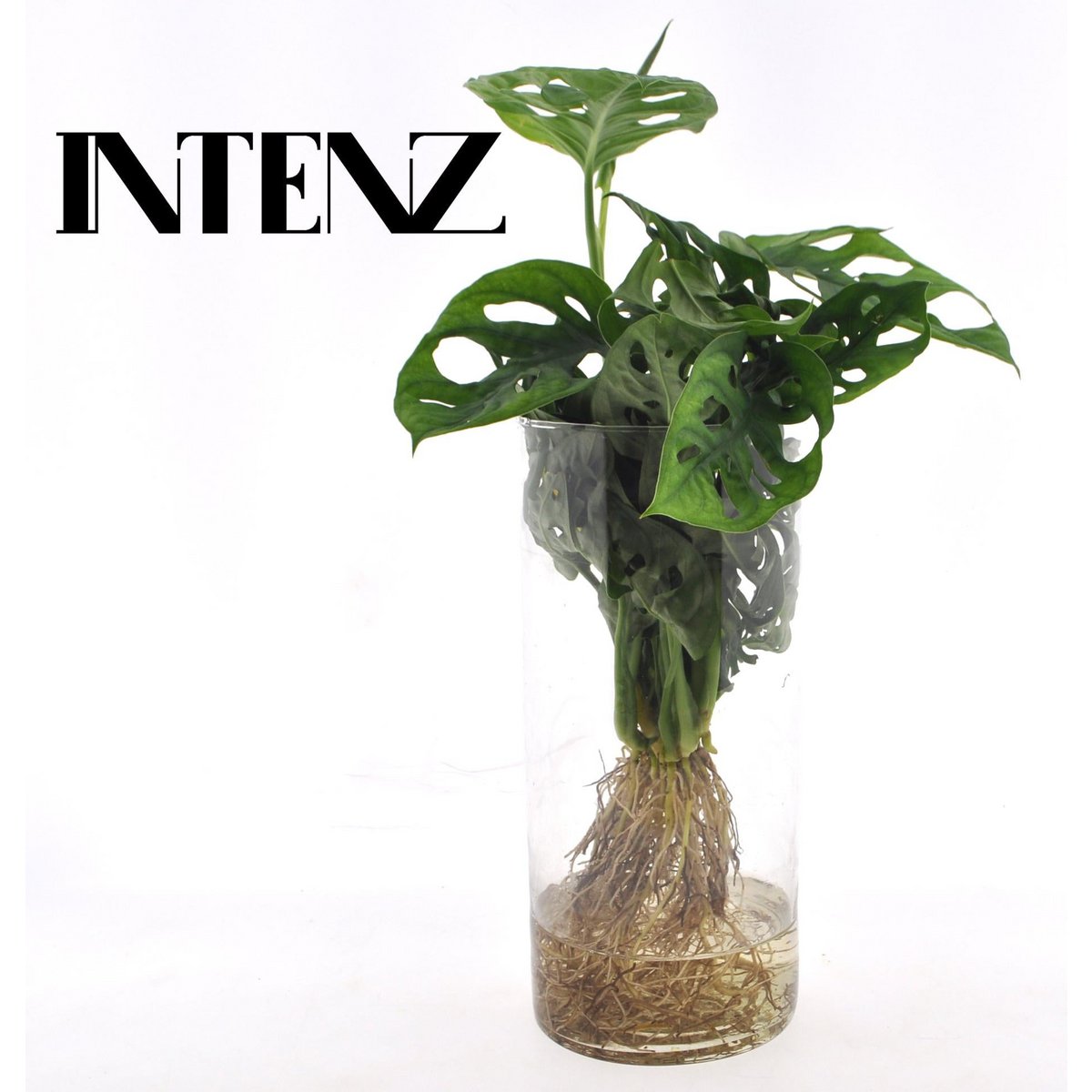 Monstera in Cylinder glas - Ø12cm - ↕25cm