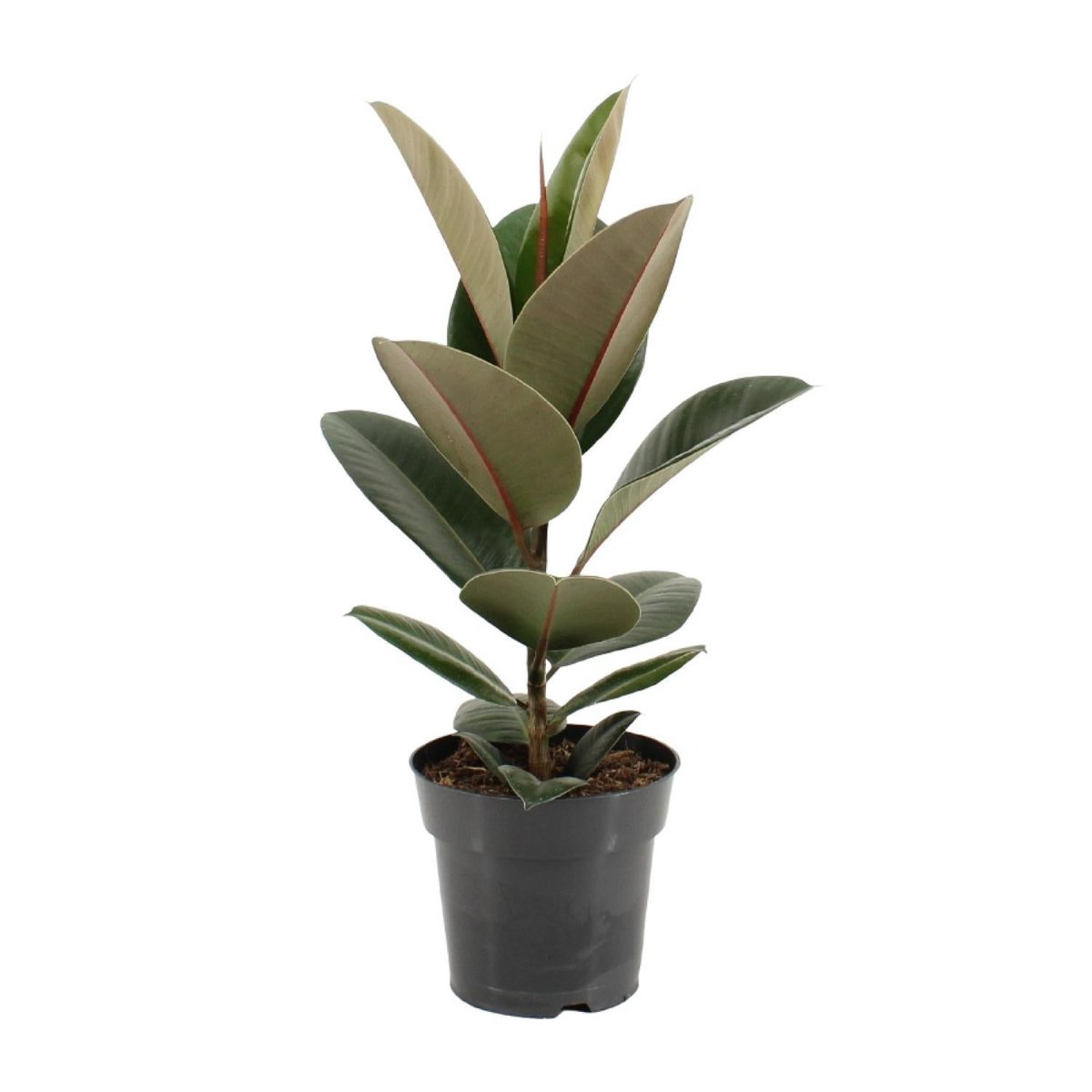 Ficus sturdy elastic - Ø17cm - ↕55cm