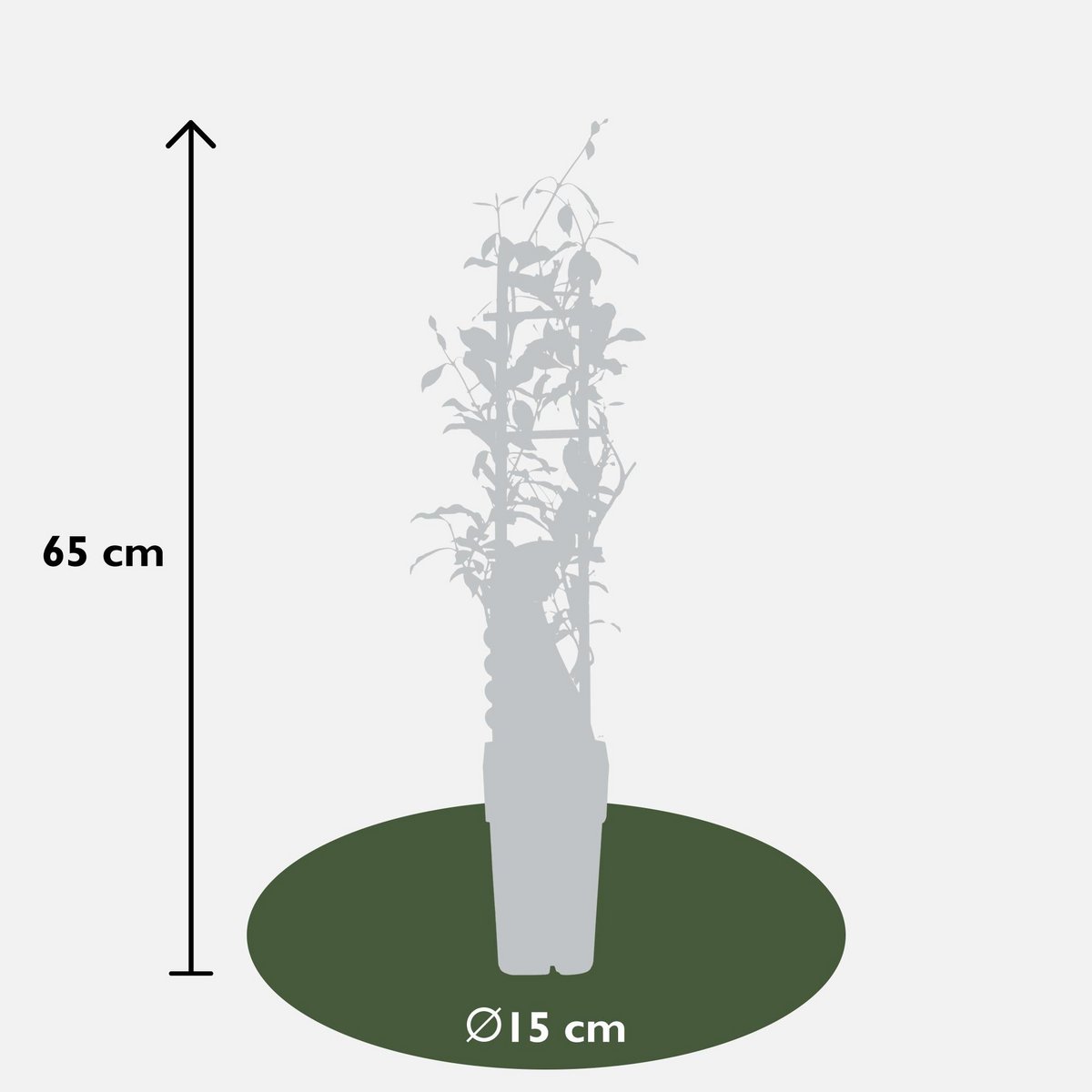 3x - Trachelospermum Mix - ↨65cm - Ø15