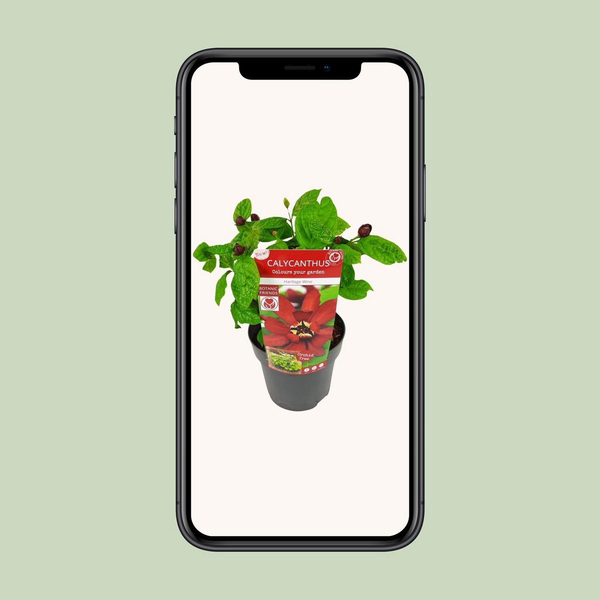 Sinocalycanthus 'Hartlage Wine'® - Ø19 - ↨30cm