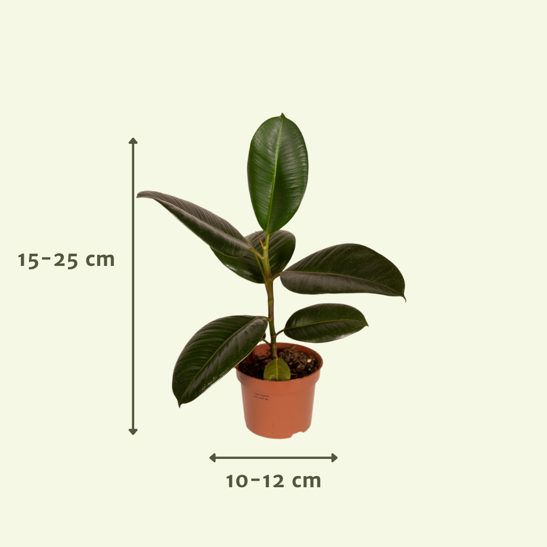 Buitenbakjesbox - Ø12cm - 12x