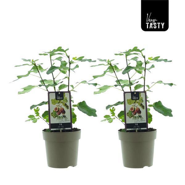 Ficus Précoce de Dalmatie (15020) - 2 pieces - Ø15cm - ↕40 cm