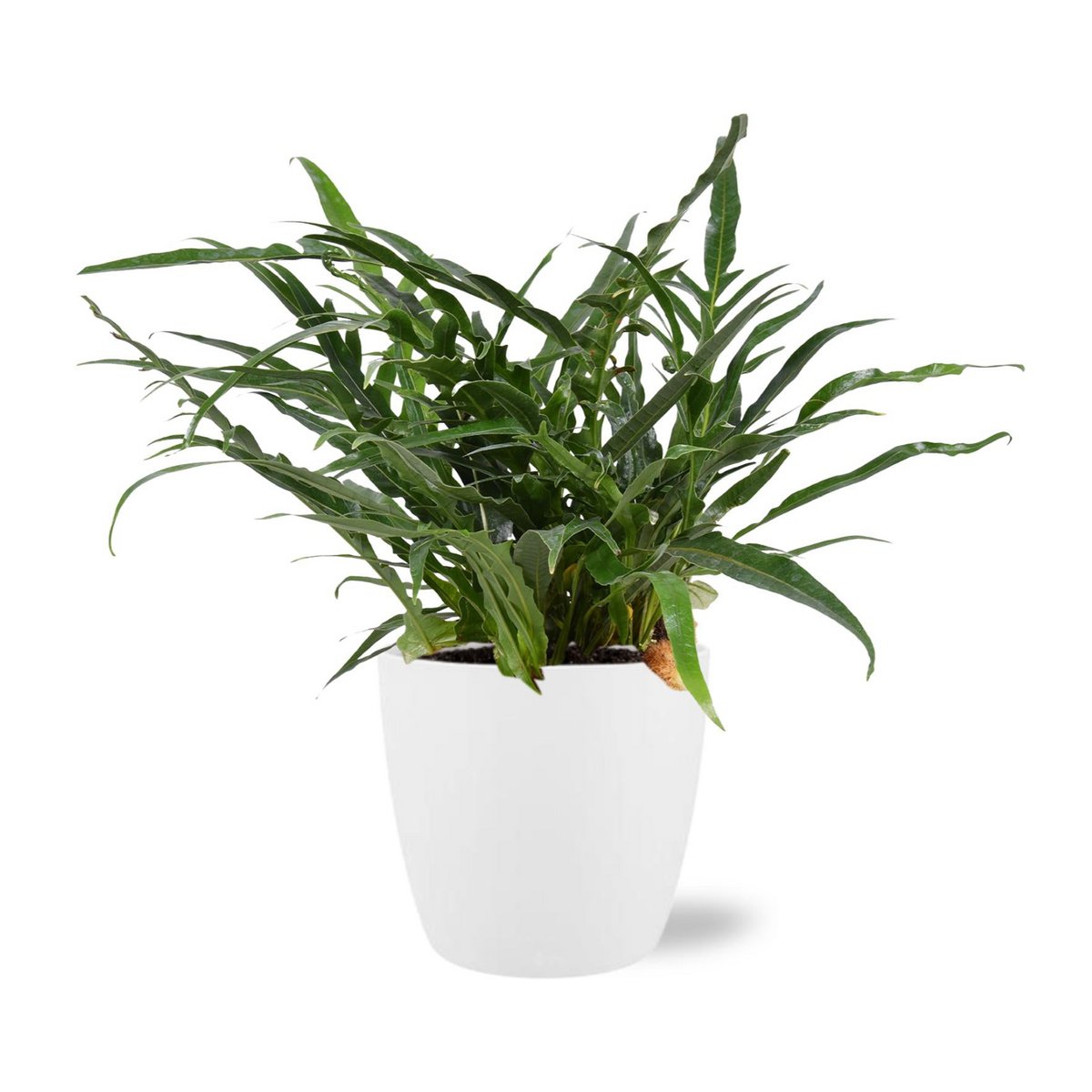 Aglaomorpha Coronans - Ø17cm - ↕45cm + Pot Brussels D18x17cm - Wit