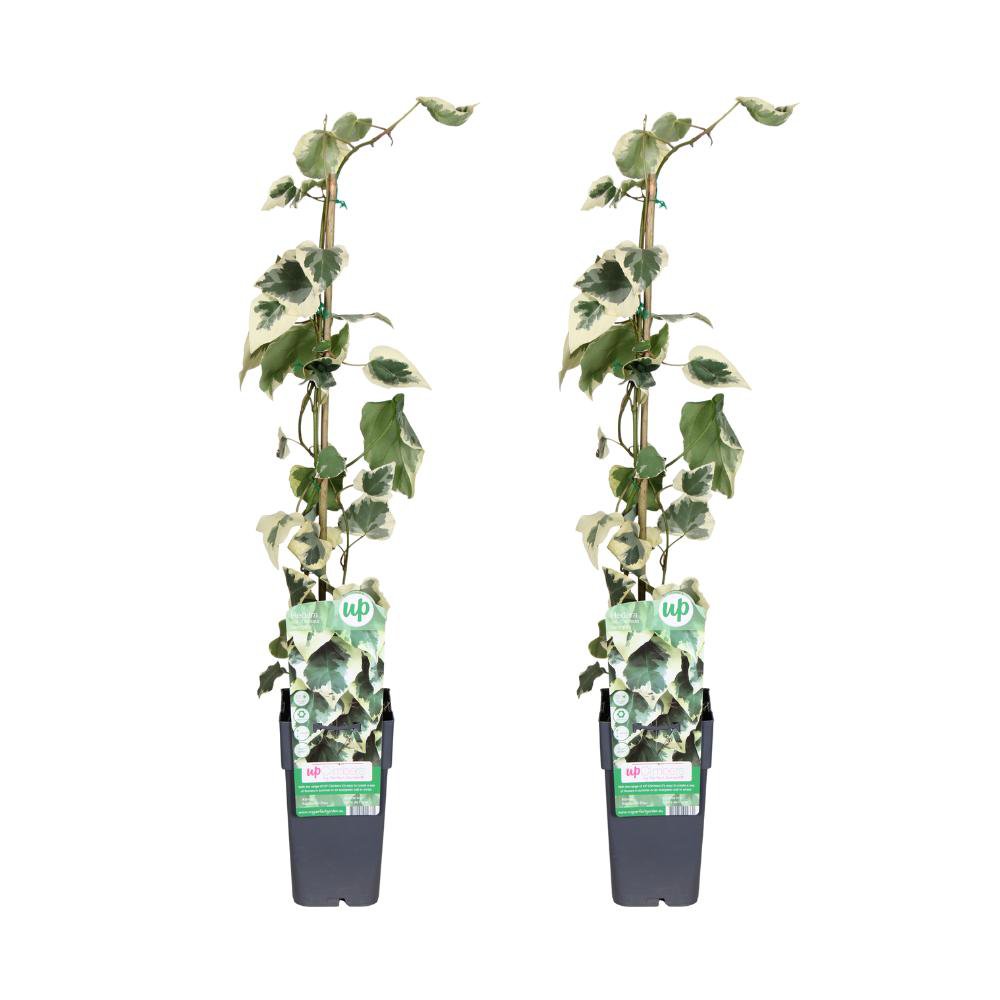 Hadera Colchica Dentata Variata - 2 Stuks - Ø15cm - ↕65cm