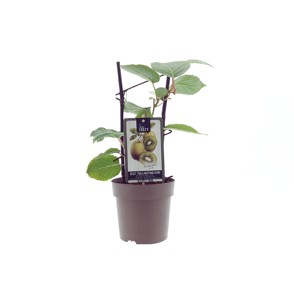 Actinidia Jenny - Ø15cm - ↕40cm