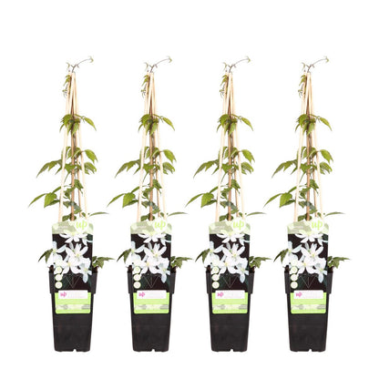 4x - Clematis Montana 'Grandiflora' - ↨65cm - Ø15