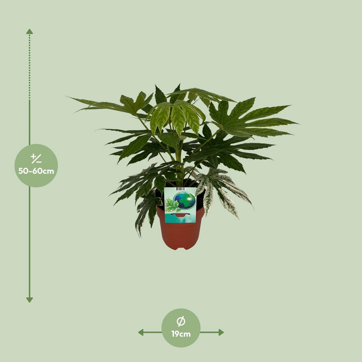WSTKB [P19-H60] Fatsia SpiderWeb