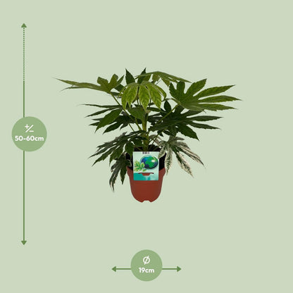 WSTKB [P19-H60] Fatsia SpiderWeb