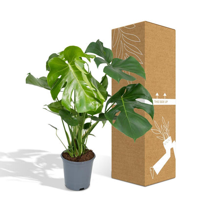 Monstera Deliciosa - Hole plant - Ø21cm - ↕65cm