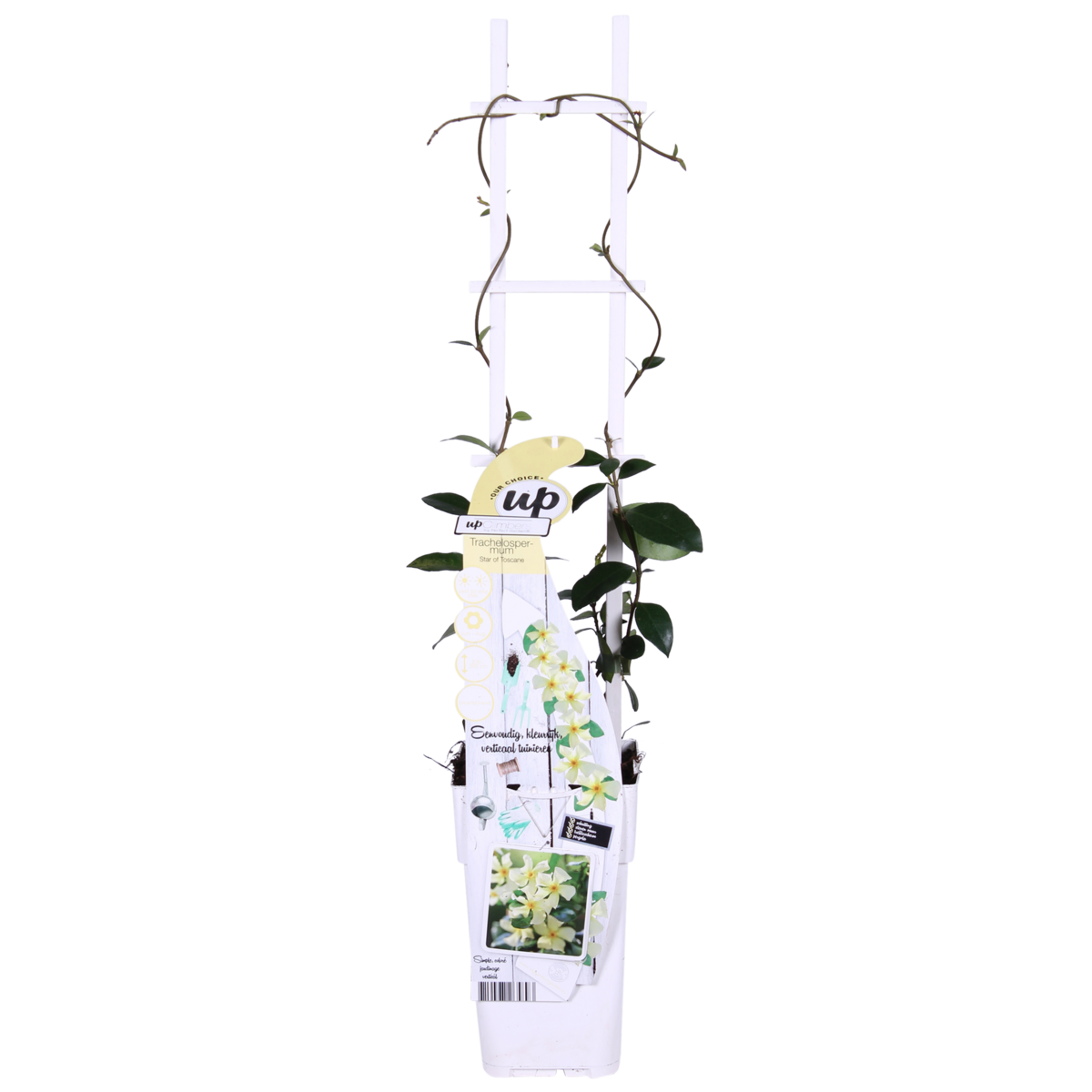 Trachelospermum 'Star of Toscana' - Tuscan Jasmine Geel - Ø15cm - ↕65cm