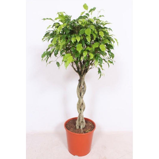 Ficus Exotica | [P30-H120]