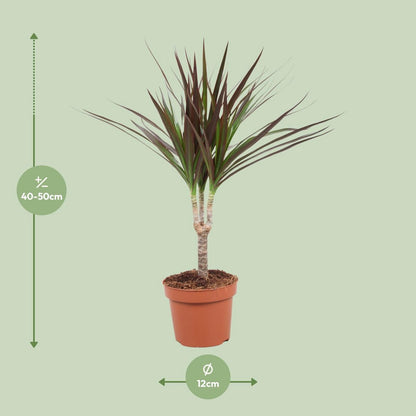 Dracaena Magenta Enkele Stam - Hoogte 50-55 | [P12-H50]